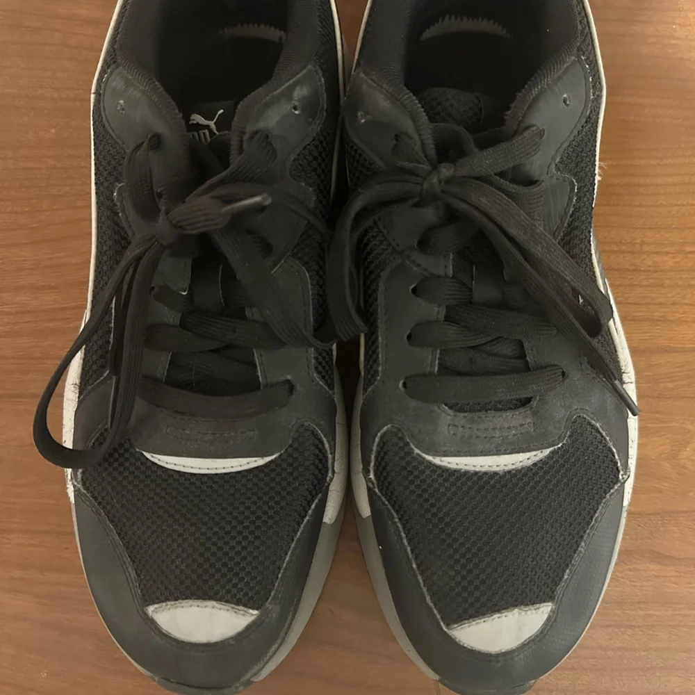 Puma pumax ray